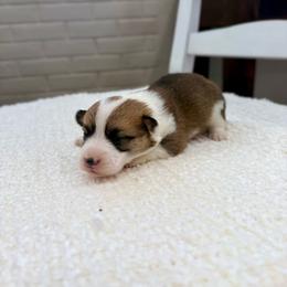 Sunny - Red female Pembroke Welsh Corgi puppy in Payson, Utah from Spring Creek Aussies + Corgis