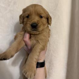 Golden Retriever Puppies from O’Shields Golden Paws