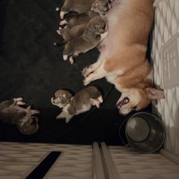 Pembroke Welsh Corgi Puppies from Salted Rim Corgis