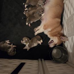 Pembroke Welsh Corgi Puppies from Salted Rim Corgis
