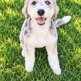 Stormy - Bernedoodle