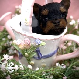 Sugar - Black and tan female Yorkshire Terrier puppy in Hastings, Nebraska from Promise Land Pets