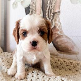 Biscuit - Blenheim male Cavalier King Charles Spaniel puppy in Tolleson, Arizona from Pixie Dust Cavaliers