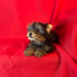 HF lime girl - Blue and gold female Yorkshire Terrier puppy in Alburnett, Iowa from Hobbs Shire Yorkies