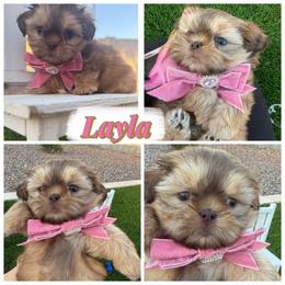 Layla - Liver female Shih Tzu puppy in Coolidge, Arizona from Shih Tzu’s  ‘N’ Love