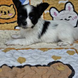 Roey - White black and tan male Papillon puppy in Fulton, Missouri from Papillon Love