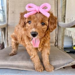 Meatball - Red  female Goldendoodle puppy in Comanche, Texas from Central Texas Doodles, LLC.