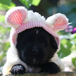 Medusa - Black female Newfoundland puppy in Madison, Wisconsin from Riddle Family Newfoundland