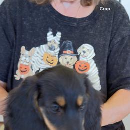 Critter Ridge Mindy - Black and tan female Dachshund puppy in Coulterville, California from Critter Ridge mini long hair Dachshunds