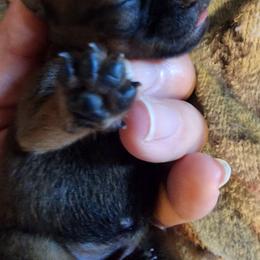 Jackson - Black and tan male Brussels Griffon puppy in Nc, Florida from Brusseluv2