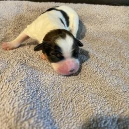 Female 1 - Red white and sable female Papillon puppy in Peoria, Illinois from Sass*A*Frass Papillons