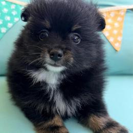 Peeps - Black and tan male Pomeranian puppy in Clarksville, Tennessee from Bee Mine Maltipoos and Pomeranians