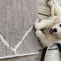 Golden Retriever Puppies from Autumn Lane Goldens