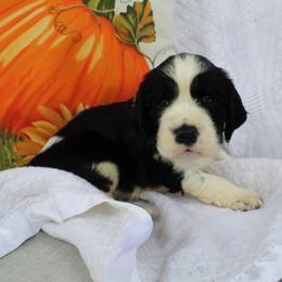Fir - Black and white male English Springer Spaniel puppy in Lexington, South Carolina from House Tiner Springers