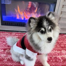 Samson - Tri-color male Pomsky puppy in Fort Myers, Florida from Bluepomski Puppies & Stud Services Of South West Florida