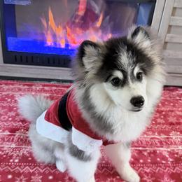 Samson - Tri-color male Pomsky puppy in Fort Myers, Florida from Bluepomski Puppies & Stud Services Of South West Florida