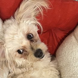 Assorted Doodle Crosses, Bichon Frises, Poodles, and Shichons from Mozzie's Waggineers