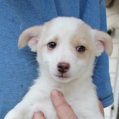 Beagles, Poodles, and Portuguese Podengo Pequenos from DK's Pups