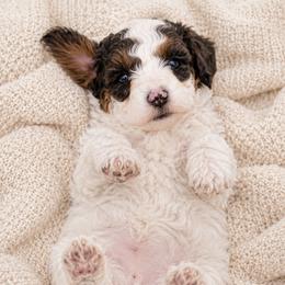 Scout - Brown and white male Aussiedoodle puppy in Byron, Georgia from Southern Olive Doodles 🫒