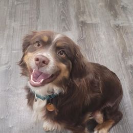 Eli - Miniature Australian Shepherd