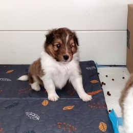 Bravo - Sable and white male Shetland Sheepdog puppy in Aliquippa, Pennsylvania from Fancypants Shetland Sheepdogs