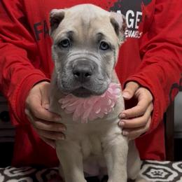 Pink collar - Gray and fawn female Cane Corso puppy in Clewiston, Florida from Far From Average Kennels
