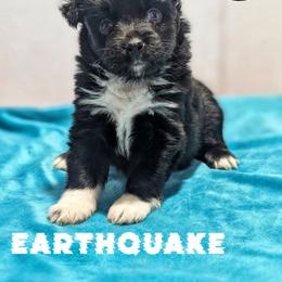 Earthquake - Black tri male Toy Australian Shepherd puppy in Brenham, Texas from Stone N Rose Kennels