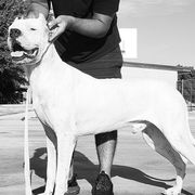 Dogo Argentinos from La Tribe of Judah | Dogo Argentino in Texas