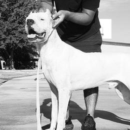 Dogo Argentinos from La Tribe of Judah | Dogo Argentino in Texas