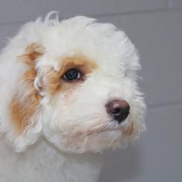 JOB - male Cavapoochon puppy in Fredericksburg, Ohio from Timshell Farm Specialty Crossbreed Puppies