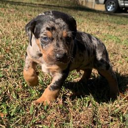 Boy 5 - Blue merle male Catahoula Leopard Dog puppy in Gadsden, Alabama from Rich Cat’s