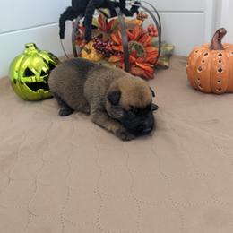 Boy 1 - Mahogany male Belgian Malinois puppy in Paynes Corner, Virginia from Von-Zito Belgian Malinois