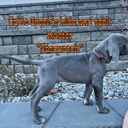 Sasquatch - Blue Great Dane puppy in Post Falls, Idaho from Cable Creek Danes