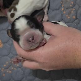 Viva - Tri-Roan female English Springer Spaniel puppy in Fort White, Florida from Thunderbird Springers