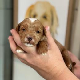 Cilantro - Red  male Goldendoodle puppy in Wharton, Texas from Little Fur Friends