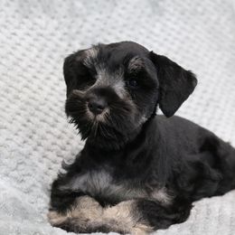 Justin - Black and silver male Miniature Schnauzer puppy in Tremonton, Utah from Rocky Mountain Schnauzer