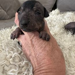 Nash - Black male Xoloitzcuintli puppy in West Jordan, Utah from Majestic Nakids
