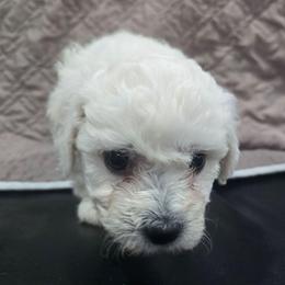 Bixby - White male Bichon Frise puppy in Neosho, Missouri from Cooley's Cuddle Pups