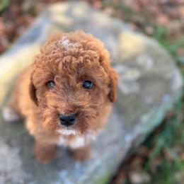 Spooky - Apricot male Goldendoodle puppy in Killingly, Connecticut from Woodland Acres