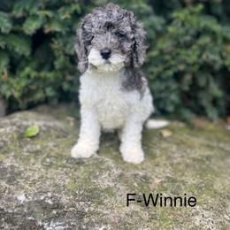 Winnie - Merle female Cavapoo puppy in Strasburg, Pennsylvania from Still Water Puppies
