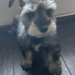 Miniature Schnauzer Puppies from L & R Miniature Schnauzers