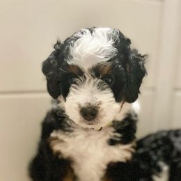 Opal - Bernedoodle puppy from Hope Valley Doodles