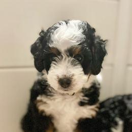Opal - Bernedoodle puppy from Hope Valley Doodles