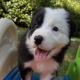 Jeff - Border Collie puppy in Huntersville, North Carolina from MJ Border Collies