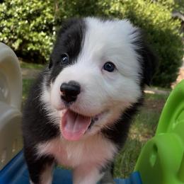 Jeff - Border Collie puppy in Huntersville, North Carolina from MJ Border Collies