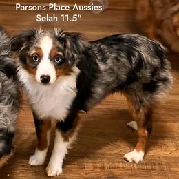 Selah - Toy Australian Shepherd