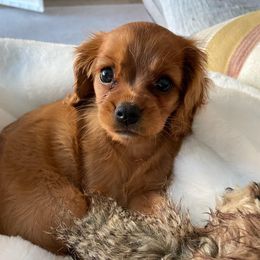 Cavalier King Charles Spaniel Puppies from StoryBook Cavaliers LLC