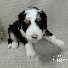 Ellie - Tri-color female Bernedoodle puppy in Eau Claire, Wisconsin from Fisher River Doodle's