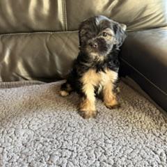 Sunny - Black and tan female Shorkie puppy in Pueblo West, Colorado from Little Paws Poodles
