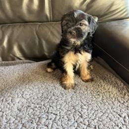 Sunny - Black and tan female Shorkie puppy in Pueblo West, Colorado from Little Paws Poodles